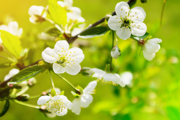 Sour cherry Prunus cerasus tree in blossom. White fresh cherry flowers blooming on a tree branch. Spring in the garden.