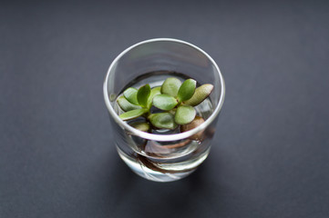 Top view of the glass flask with clean water and green succelnt plant inside laying on the dark background. Concept of ecology, treatment, care, healthcare, environment, nature protection, Earth day.