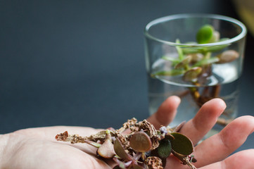 Hand with withered plant stem and unfocused flask with small plant inside on the background. Concept of ecology, treatment, care, healthcare, environment, nature protection, Earth day.