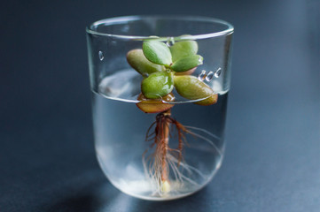 Flask with clean water and small succulent plant inside. Concept of ecology, treatment, care, healthcare, environment, nature protection, Earth day.