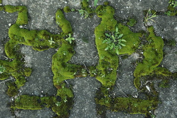 hiéroglyphes en mousse 