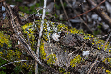 Fallen Tree