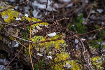 Fallen Tree