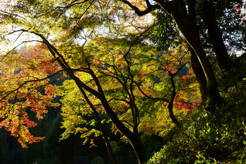 日本 紅葉の京都の秋 落ち葉