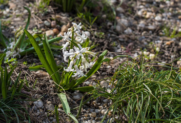 White Hyacinth