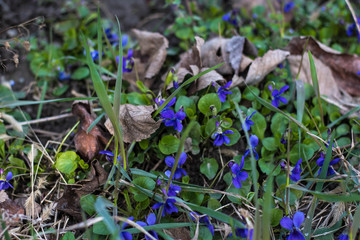 Violet
