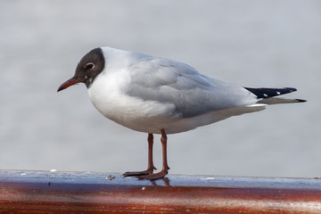 Black-headed Gull on a Railing by the River Thames