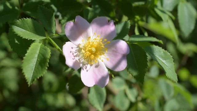 Pink flower of a dog rose on green background pink flower. The plant is known as Rosa canina or wild rose. Macro shot