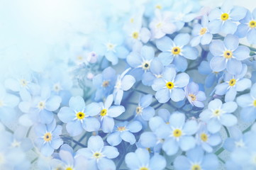 Spring blue forget-me-nots flowers posy, pastel background, selective focus, toned floral card