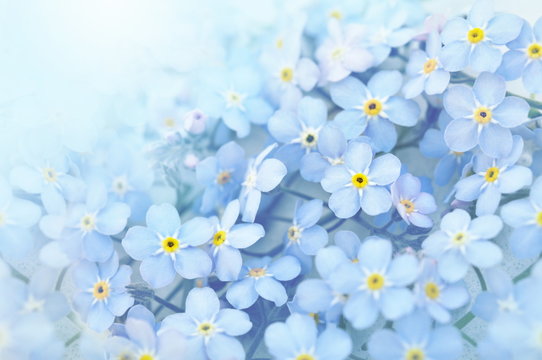 Fototapeta Spring blue forget-me-nots flowers posy, pastel background, selective focus, toned floral card