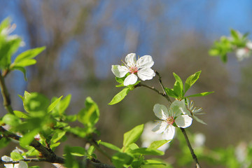 White flowers blossoming on the branch of wild tree