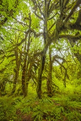 Fototapeta na wymiar Hoh rainforest in Olympic National Park