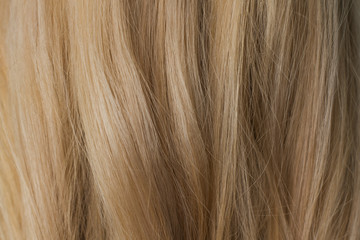 Naklejka premium Beautiful curvy blond hair. I photographed in the beauty salon during the work of the stylist. Stunning texture and wallpaper hair. Hair Background