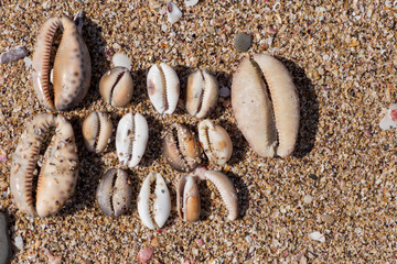 砂浜に打ち上げられた貝殻のパターン
