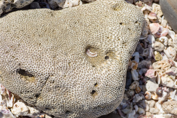 Obraz premium 浜辺の造形珊瑚礁のかけら