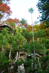 Fototapeta premium 日本 紅葉と落ち葉と京都の秋 Kyoto