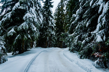 The trail through the forest