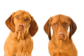 Zwei Magyar Vizsla isoliert auf weißem Hintergrund