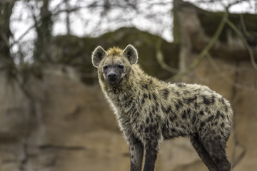 The spotted hyena (Crocuta crocuta)