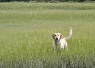 Happy lab inthegrass