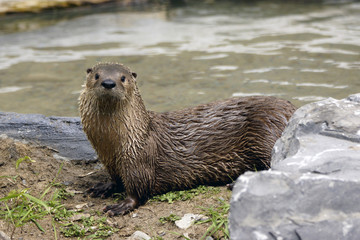 North-American otter 