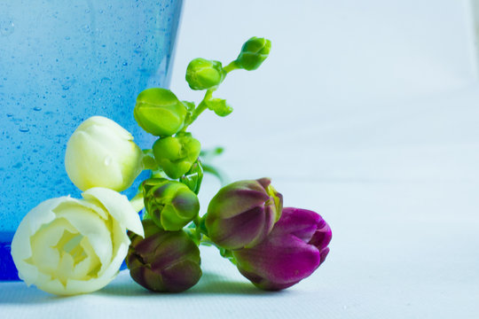 wei&szlig;e und lila freesie mit blauer Vase im Hintergrund