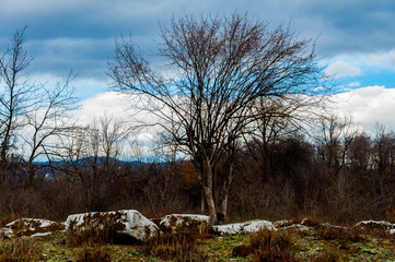 Forest in the spring