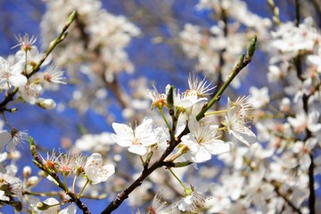 cherry blossoms in japan