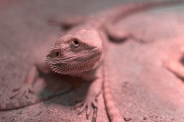 Muzzle of the lizard agama close-up
