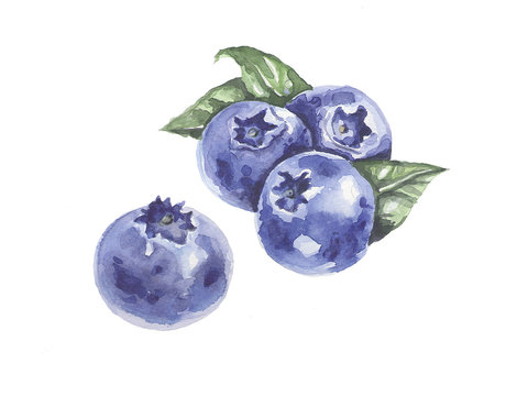 A bunch of berries. Blueberies. Watercolor
