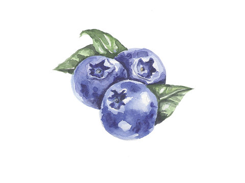 A bunch of berries. Blueberry.