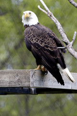 American bald eagle