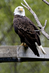 American bald eagle