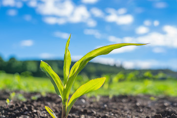 Junge Maispflanze wächst auf dem Feld
