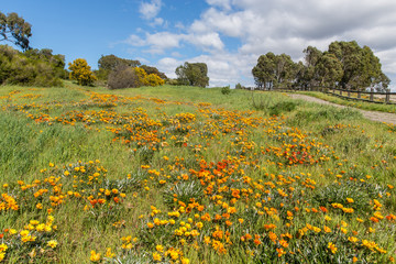 Wildflowers on a Meadow Covered Hill in Spring 