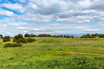 Green Fields on a Spring Day with Puffy Clouds