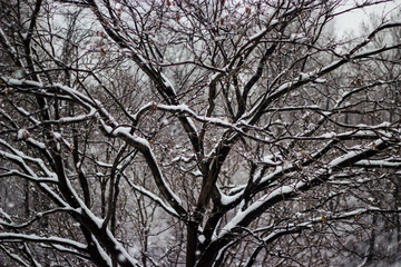Snowy tree branches 