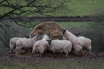 Obraz na płótnie Canvas Sheep eating hay