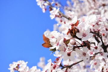 cherry blossoms in japan