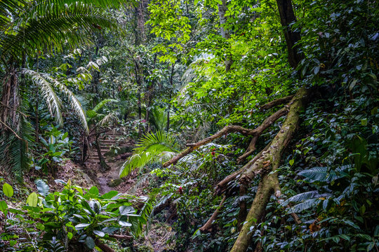 Fototapeta inside jungle forest / rainforest landscape