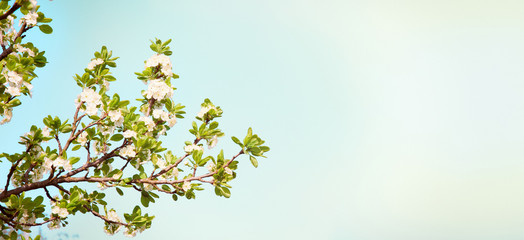 Spring Nature Wide background with plum tree