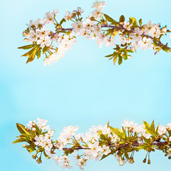 Frame with Branch Cherry trees flowers.