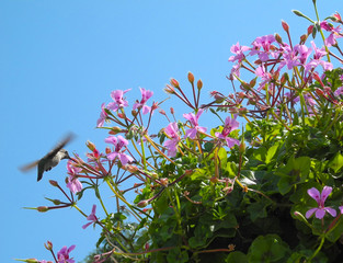 Flying colibri drinks nectar of pink flowers on the background of blue sky