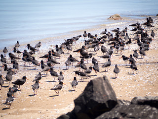 Flock of Oyster Catchers on Beach