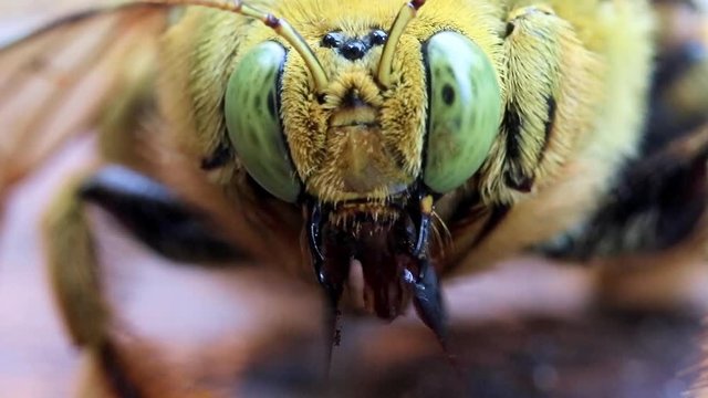 Head of tropical carpenter bee (Xylocopa latipes), looking to camera and move with mandibles, macro view, Laos