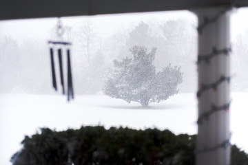 Magnolia tree in the snow