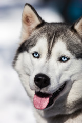 Cute siberian husky dog walking outdoor