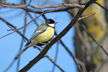 Great tit (Parus major) on branch