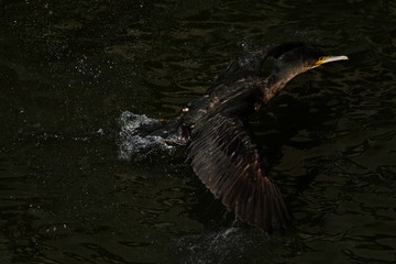 cormorant - it swims well and dives, plumage is not waterproof, beautiful bird