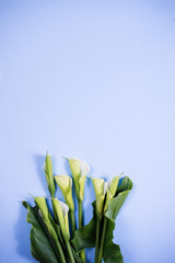 Top view fresh calla Lilly flowers on blue background